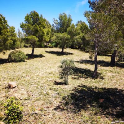 débroussaillage la ciotat ceyreste aubagne cassis carnoux