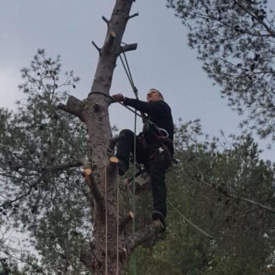 elagage la ciotat ceyreste aubagne cassis